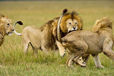 橙光视觉小说《破月执行》Steam页面上线 8月发售