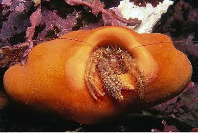 《堡垒之夜》第一人称模式或正在开发中